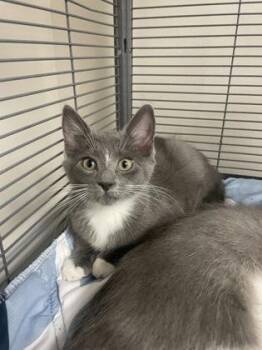 Domestic Short Hair Cats Available for Adoption - Kimberly | PetCurious