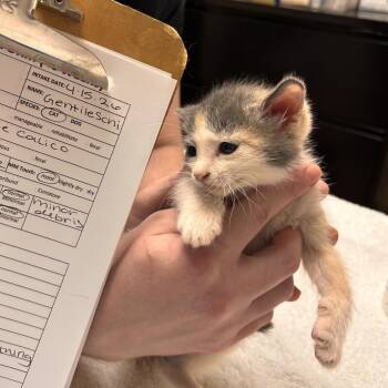 Gentileschi -  Domestic Short Hair Cat for Adoption in Tempe, Arizona - Gentileschi | PetCurious