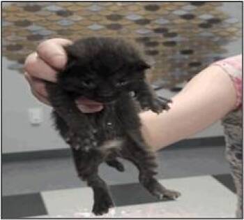 TRUFFLE -  Domestic Short Hair Cat for Adoption in Albuquerque, New Mexico - TRUFFLE | PetCurious