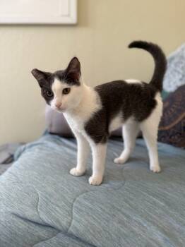 Rescue Domestic Short Hair Cats for Adoption in Bonsall, California - Skye 4865 | PetCurious