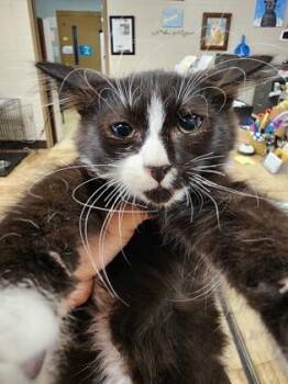 Austa $150 fostered -  Domestic Medium Hair and Domestic Short Hair Cat for Adoption in Seneca, South Carolina - Austa $150 Fostered | PetCurious