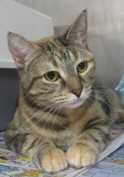 Torbie Cats Available for Adoption in Brockton, Massachusetts - Alicia | PetCurious