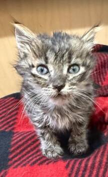 Domestic Short Hair Cats Available for Adoption in Newnan, Georgia - *Rosie Posie | PetCurious