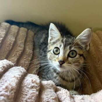Zippy -  Domestic Short Hair Cat for Adoption in Beulaville, North Carolina - Zippy | PetCurious