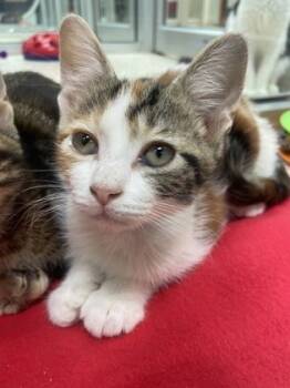 Rescue Domestic Short Hair Cats for Adoption in Houston, Texas - Lime | PetCurious