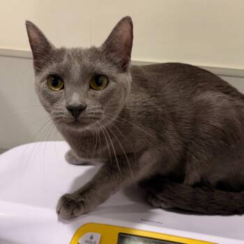 Nala -  Domestic Short Hair Cat for Adoption in Tampa, Florida - Nala | PetCurious