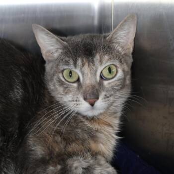 Torbie and Domestic Short Hair Cats Available for Adoption - Parquet | PetCurious