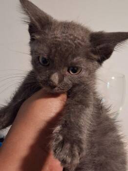 Shuffle -  Domestic Short Hair Cat for Adoption in Raleigh, North Carolina - Shuffle | PetCurious