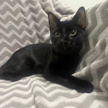Mewtwo -  Domestic Short Hair Cat for Adoption in Brea, California - Mewtwo | PetCurious