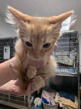 Acrylic -  Domestic Long Hair Cat for Adoption in Cincinnati, Ohio - Acrylic | PetCurious