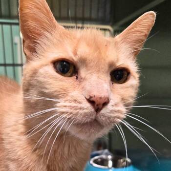 Rescue Domestic Short Hair Cats for Adoption in Nampa, Idaho - Espeon | PetCurious