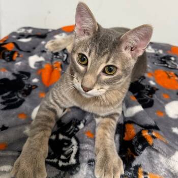 Rescue Domestic Short Hair Cats for Adoption in Mondovi, Wisconsin - Lincoln | PetCurious