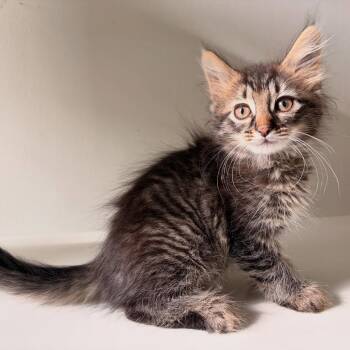 Domestic Medium Hair Cats Available for Adoption in Chicago, Illinois - Maxine | PetCurious