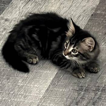 Domestic Medium Hair Cats Available for Adoption in Austin, Texas - Admirable Chunk 22 | PetCurious