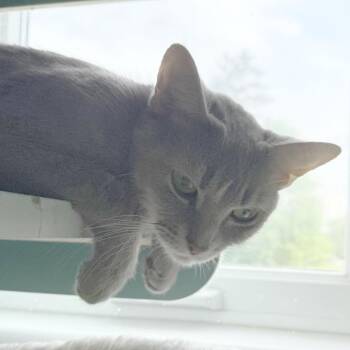 Willow -  Domestic Short Hair Cat Available for Adoption in Morristown, Vermont - Willow | PetCurious