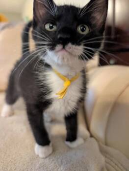Albion -  Domestic Short Hair Cat for Adoption in Oviedo, Florida - Albion | PetCurious