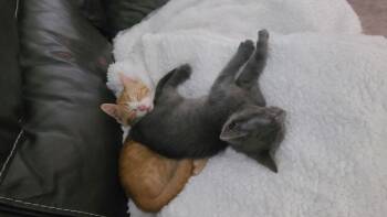 Risotto **Pending Adoption** -  Domestic Short Hair Cat for Adoption in Alafaya, Florida - Risotto **Pending Adoption** | PetCurious