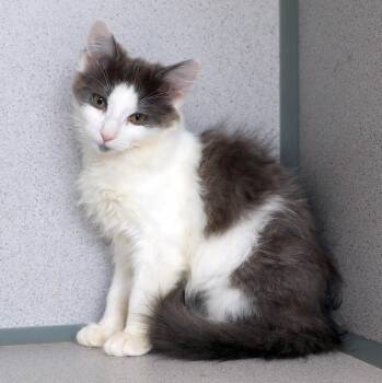 Heidi -  Domestic Long Hair Cat for Adoption in Lambertville, New Jersey - Heidi | PetCurious