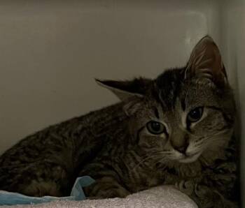 Domestic Short Hair Cats Available for Adoption in Dedham, Massachusetts - FLUX | PetCurious