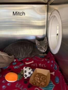 Rescue Domestic Short Hair Cats for Adoption in Knoxville, Tennessee - Mitch | PetCurious