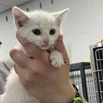 Michela Meowers-C -  Domestic Short Hair Cat for Adoption in East St. Louis, Illinois - Michela Meowers-C | PetCurious