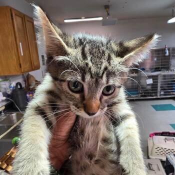 Joesy -  Domestic Short Hair Cat for Adoption in Leander, Texas - Joesy | PetCurious