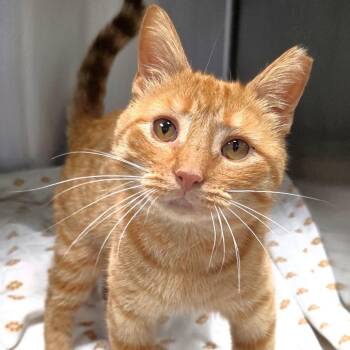 Timmy -  Domestic Short Hair Cat for Adoption in Michigan City, Indiana - Timmy | PetCurious