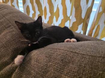 Saja -  Tuxedo Cat for Adoption in Maitland, Florida - Saja | PetCurious