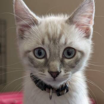 Rescue Siamese Cats for Adoption in Fort Worth, Texas - Tracker | PetCurious
