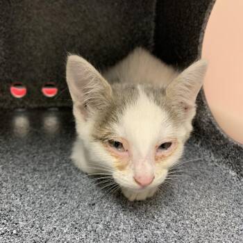 Windex -  Domestic Short Hair Cat for Adoption in Morganton, North Carolina - Windex | PetCurious