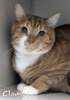 Clang -  Domestic Short Hair Cat for Adoption in Mason, Michigan - Clang | PetCurious