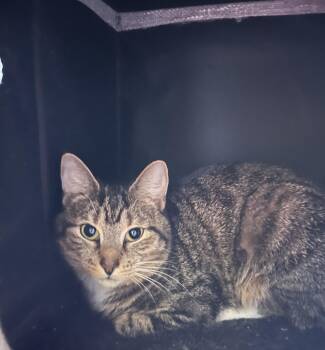 Mittens -  Domestic Short Hair Cat Available for Adoption in Binghamton, New York - Mittens | PetCurious