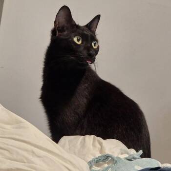 Jizell -  Domestic Short Hair Cat for Adoption in Sandy Springs, Georgia - Jizell | PetCurious