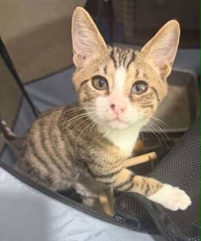 Oliver -  Domestic Short Hair Cat for Adoption in Charleston, South Carolina - Oliver | PetCurious