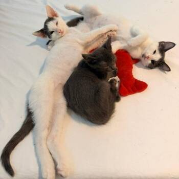 Brambleberry -  Domestic Short Hair Cat for Adoption in Durham, North Carolina - Brambleberry | PetCurious