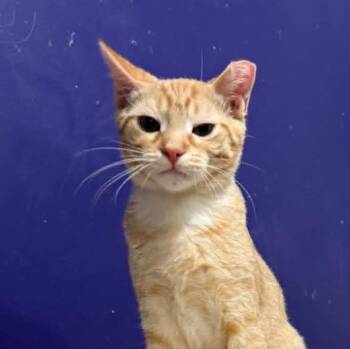 Kyle -  Tabby and Domestic Short Hair Cat for Adoption in Antioch, California - Kyle | PetCurious