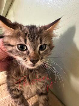 Tristen -  Domestic Short Hair Cat for Adoption in Stover, Missouri - Tristen | PetCurious