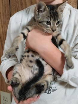 Rescue Domestic Short Hair Cats for Adoption in Evans, Georgia - Cheetah | PetCurious