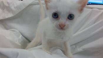 Domestic Short Hair Cats Available for Adoption in Doral, Florida - ANASTASIA | PetCurious