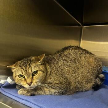 Domestic Short Hair Cats Available for Adoption in Keizer, Oregon - Stray 4/23 A64663 | PetCurious