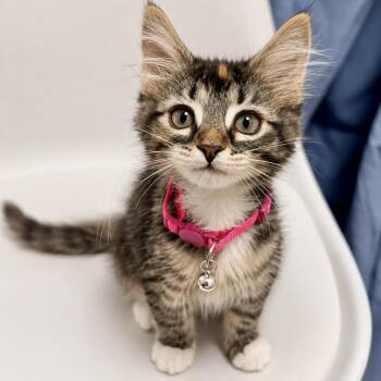 Lollyberry (AKA Lolly Pop) -  Domestic Short Hair Cat for Adoption in Richmond, Virginia - Lollyberry (AKA Lolly Pop) | PetCurious