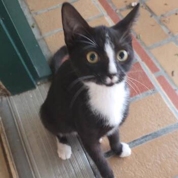 Joy -  Domestic Short Hair Cat for Adoption in Houston, Texas - Joy | PetCurious