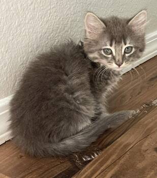 Domestic Short Hair Cats Available for Adoption in St. Helens, Oregon - 26-10 Jezebel | PetCurious