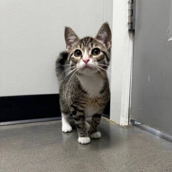 Wynona -  Domestic Short Hair Cat for Adoption in Normal, Illinois - Wynona | PetCurious