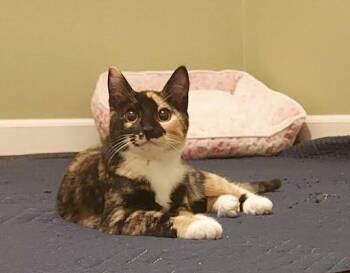 Rescue Calico and Domestic Short Hair Cats for Adoption in Sacramento, California - Momsie *COURTESY POST* | PetCurious