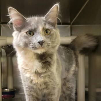 Stella -  Domestic Long Hair Cat for Adoption in Columbia, Missouri - Stella | PetCurious