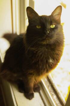 Domestic Medium Hair Cats Available for Adoption in Ona, West Virginia - Fashion | PetCurious