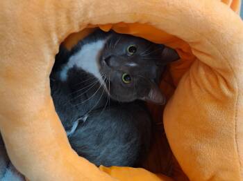 Domestic Short Hair Cats Available for Adoption in Dayton, Ohio - James | PetCurious