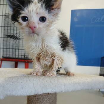 Freya -  Domestic Long Hair Cat for Adoption in Clarksdale, Mississippi - Freya | PetCurious