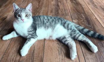 Issy -  Domestic Short Hair Cat for Adoption in Plattsburgh, New York - Issy | PetCurious